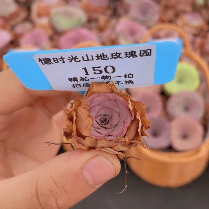 山地玫瑰150裸根发货不售后