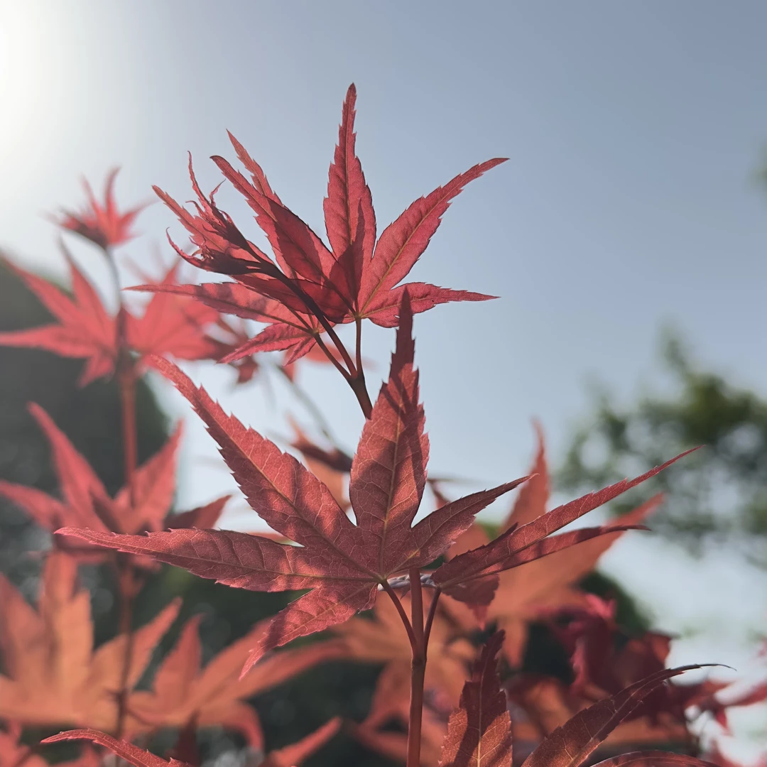 红枫  一物一拍 1号链接