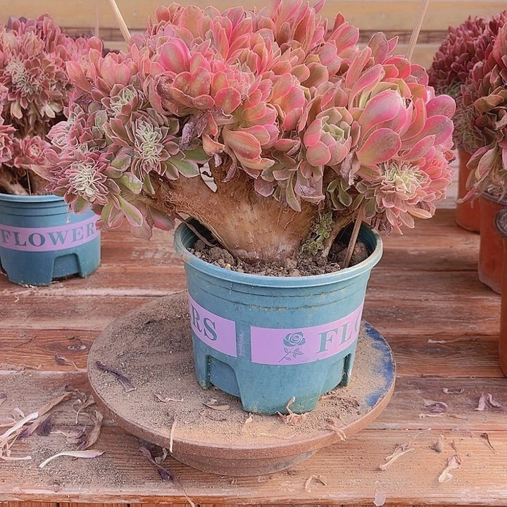 无花朵002分女巫缀化包邮法师