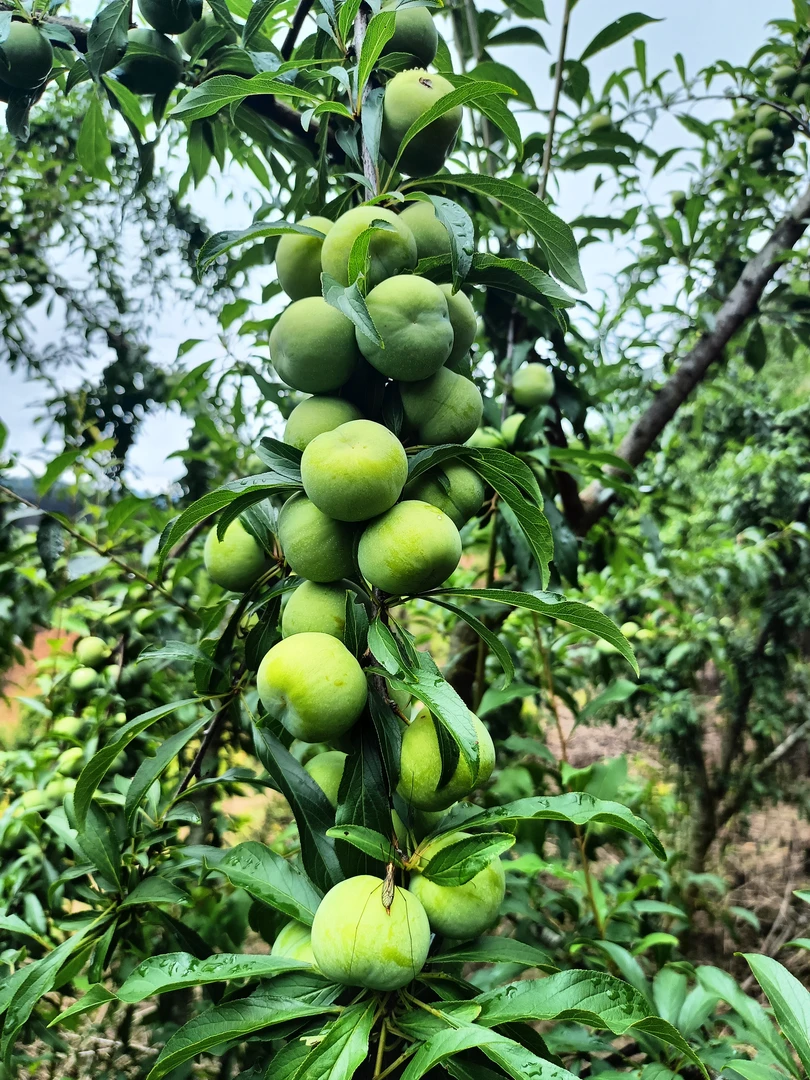 云南正宗脆皮李脱核李新鲜采摘