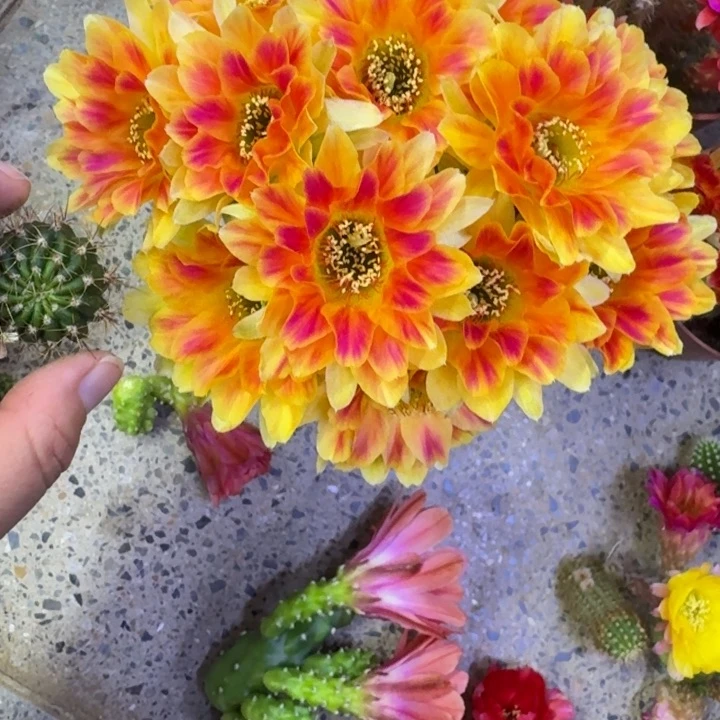 302丽花美5歪无根侧牙3公分左右