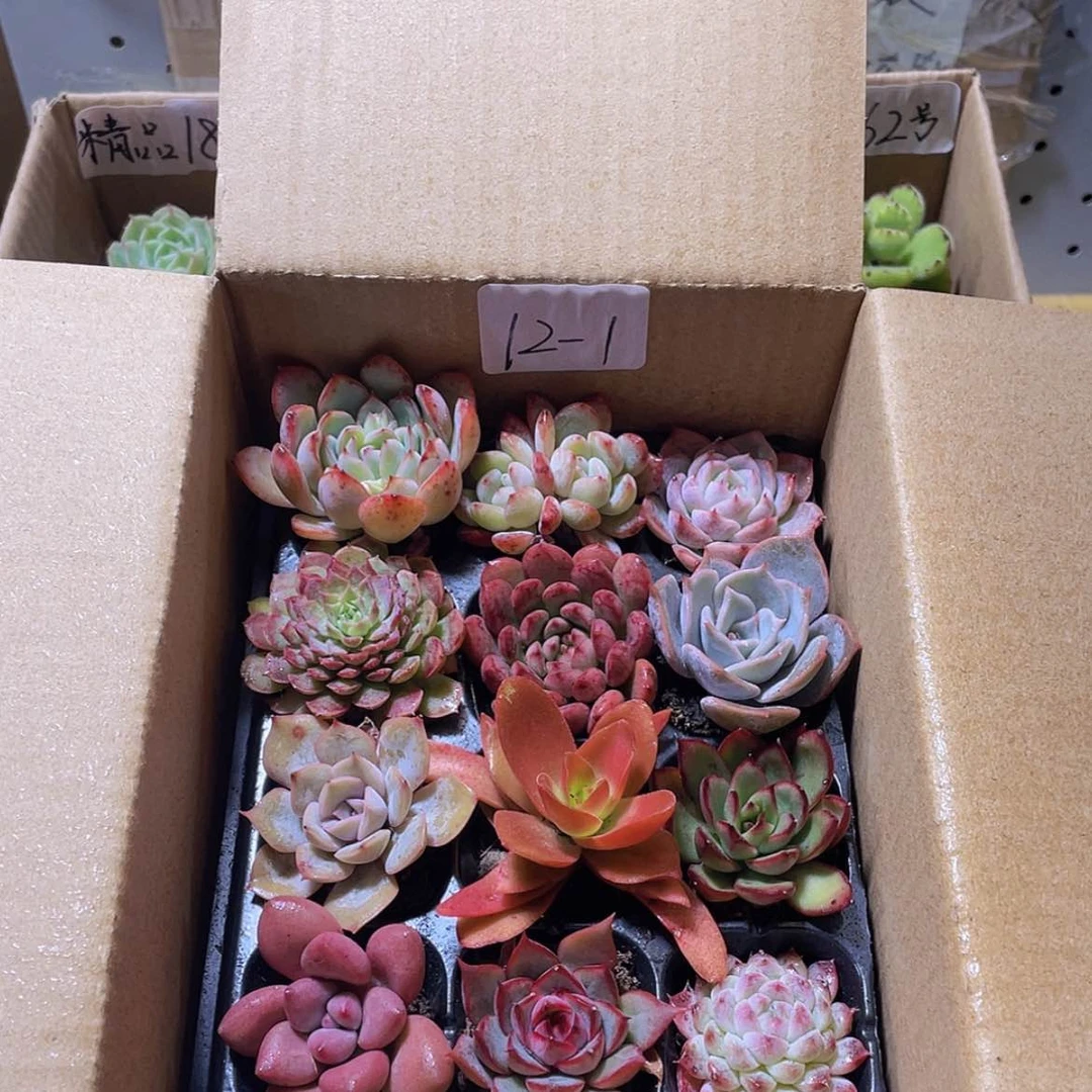 【闪购商品】12颗-1