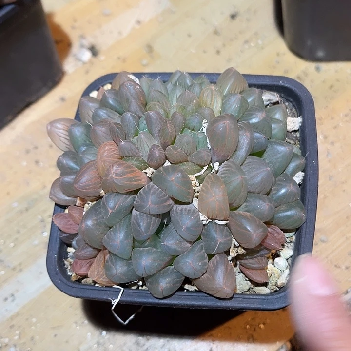 满38包邮2天凑单，脱土晾根发货多肉植物