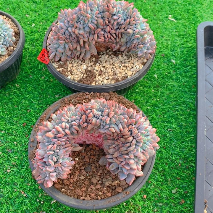 725橙子111111111111111