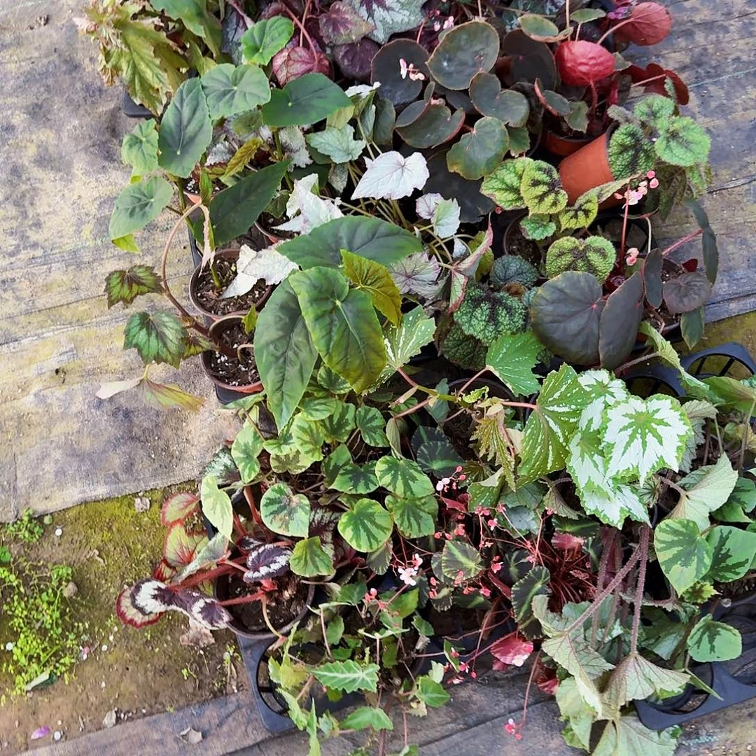 完全开放随机秋海棠一棵无售后