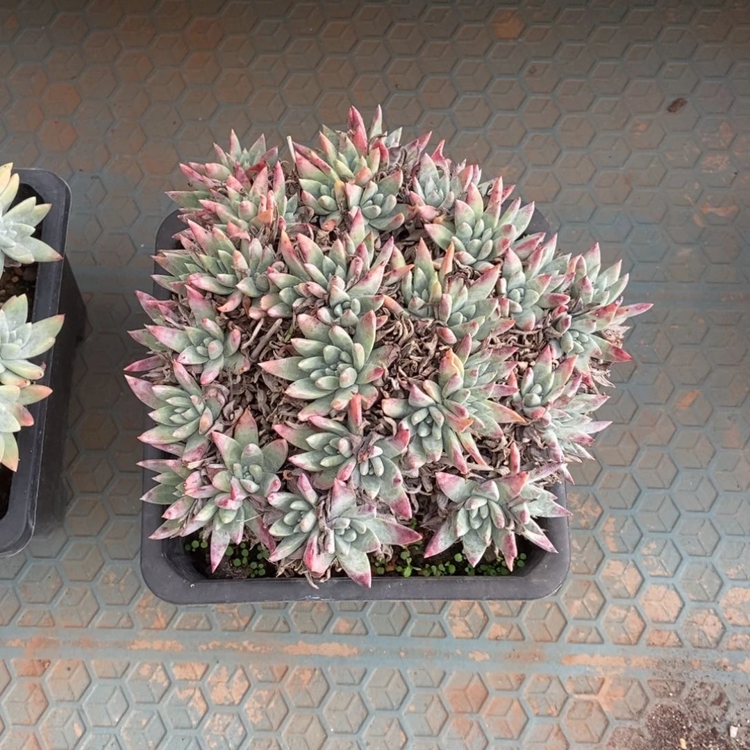 白雪缀多肉植物啦啦啦