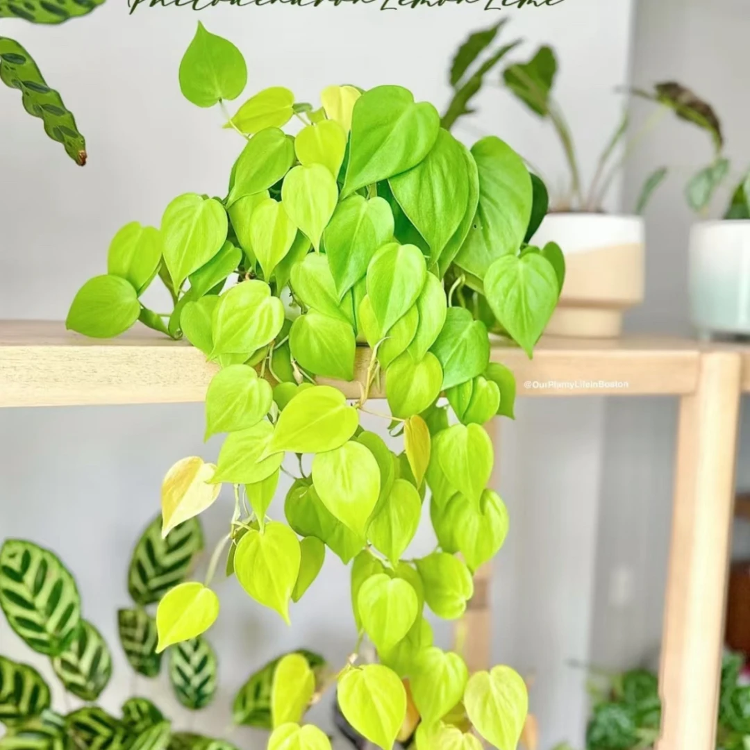 柠檬汁蔓绿绒室内垂吊观叶盆栽四季常青好养活净化空气
