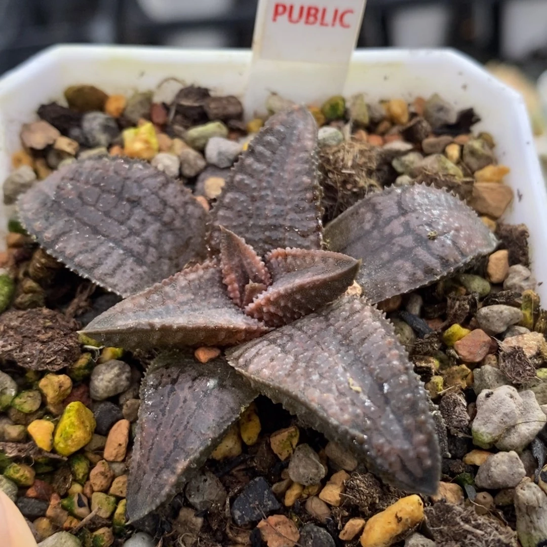 361银狼蛛一物一拍