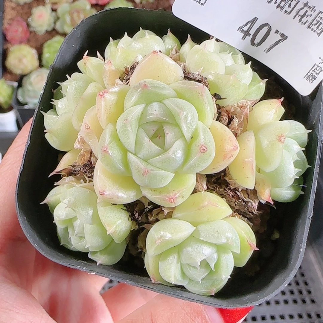 1201-407麦秆不包整