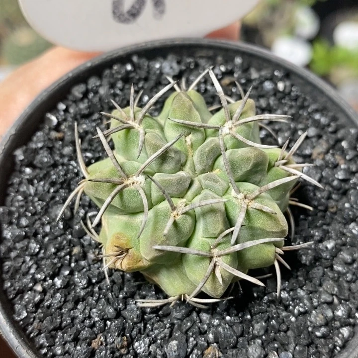 61号实生素妆玉4cm