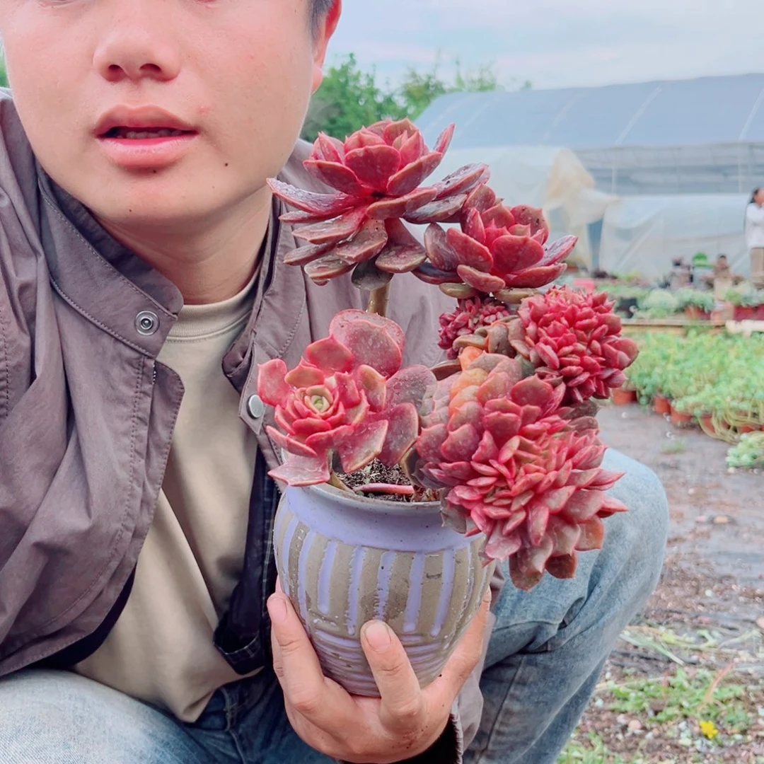 大红袍精品多肉植物两颗