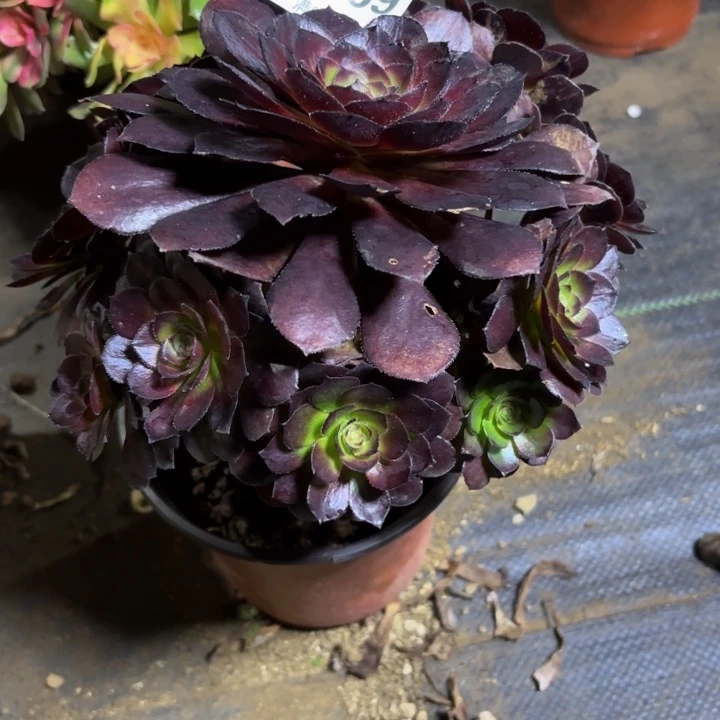 瑞妈，，，，。。969黑美人，