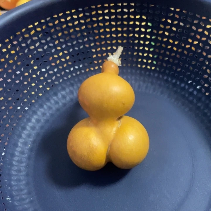 花叶金蟾勒痕微瑕