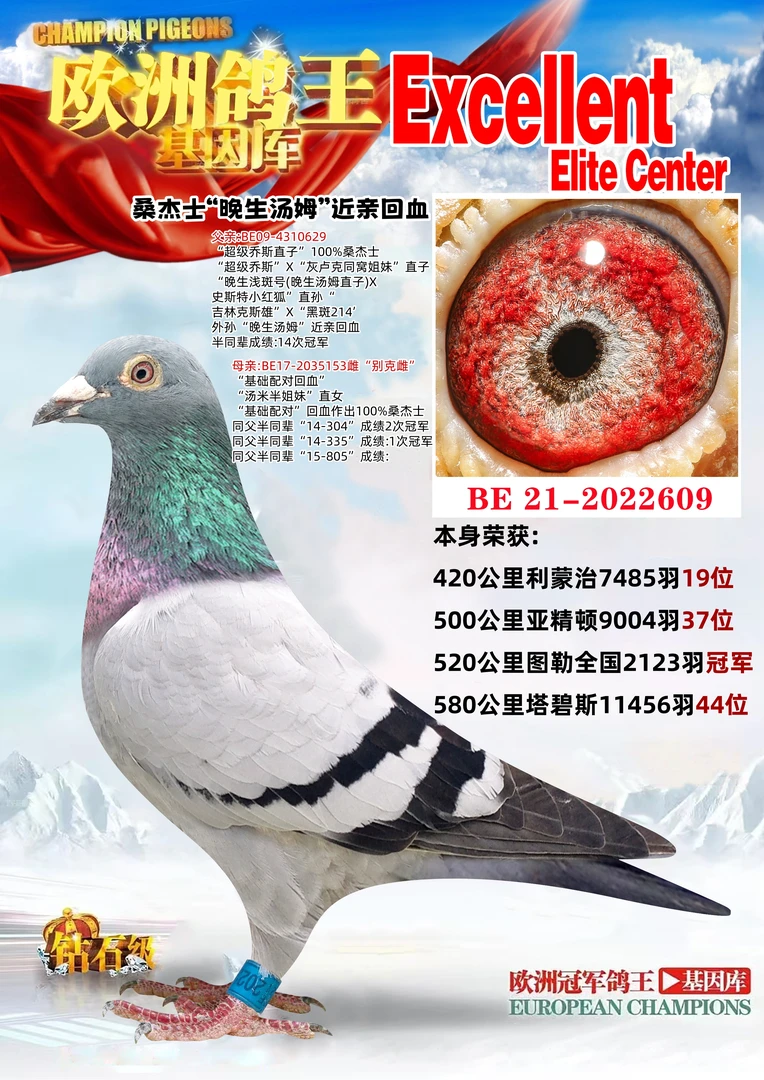 信鸽用品鸟类通用鸽子通用