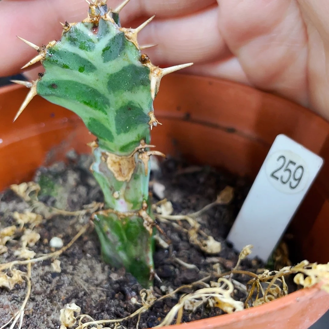 非偏远地区满25包邮仙人球