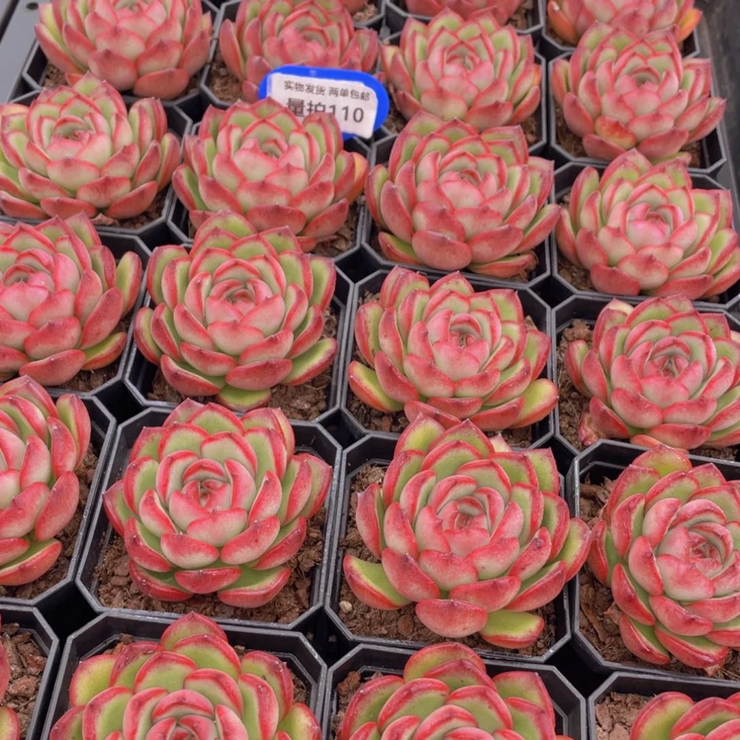 量拍110号 万宝龙 花田错单头一个