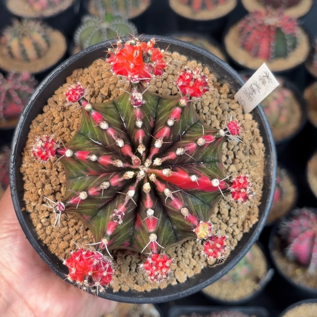 泰系米哈实生母本1000