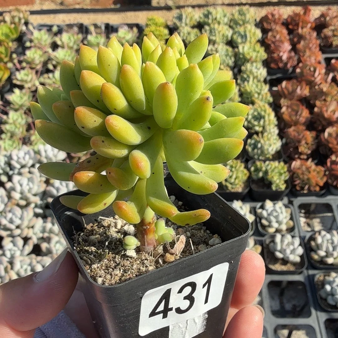 431棒棒糖青松缀满20包邮