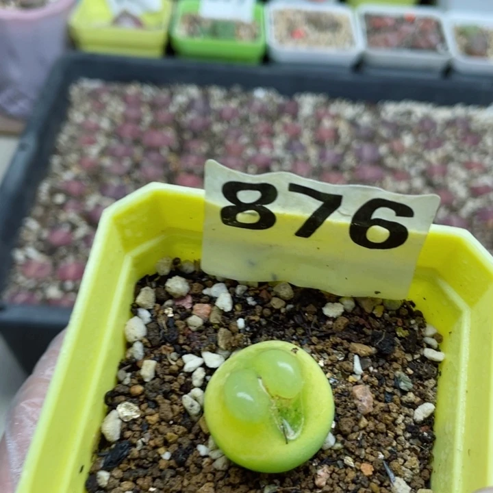 876拉登母本带盆2.4c m