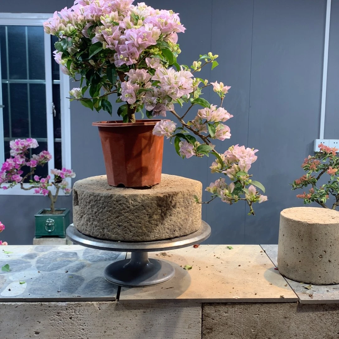 大量花朵（建议范围：8朵-15朵 或40%以上）