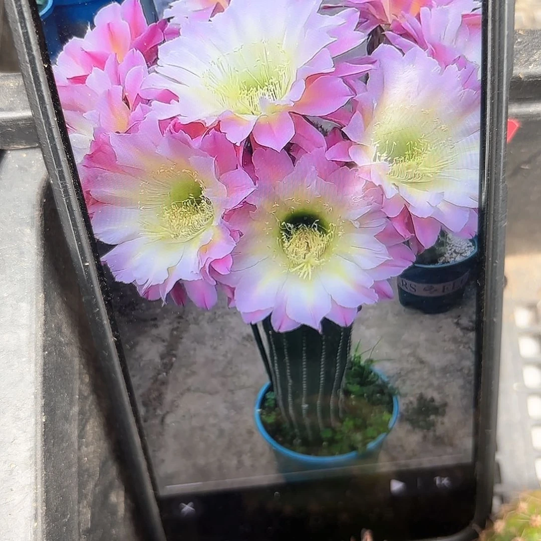 河岸毛稳定侧牙20包邮仙人球1