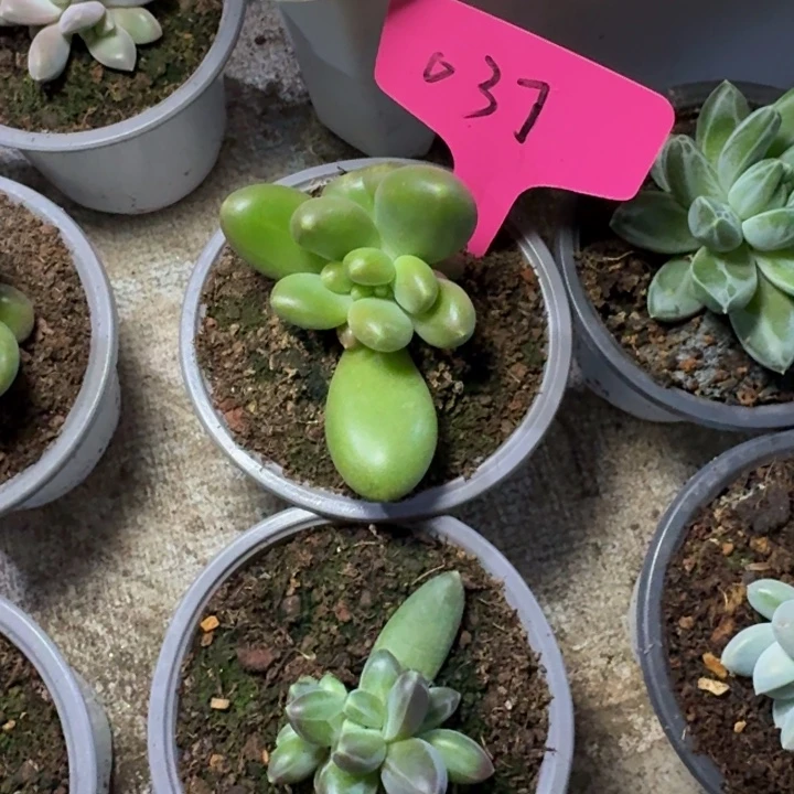 037摩尔根新号福利价