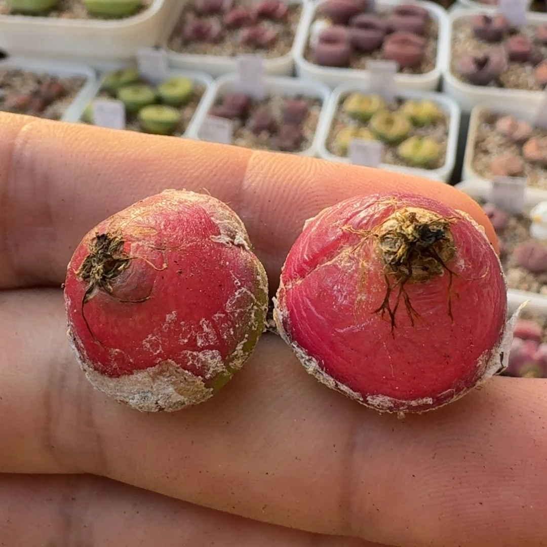 G159五年或七年灯泡母本