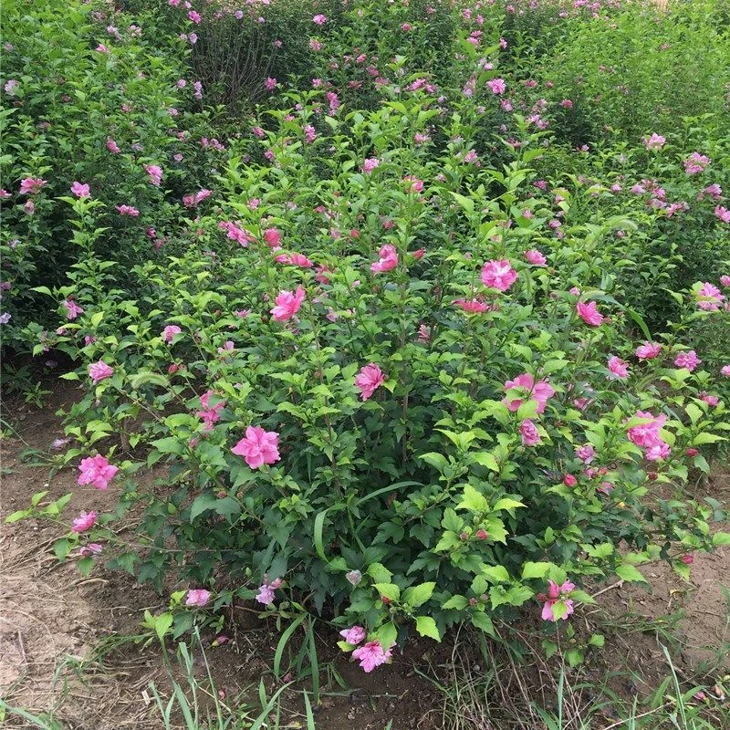 重瓣粉红色木槿花苗丛生木槿花球耐热抗寒庭院花灌木花篱笆木锦苗