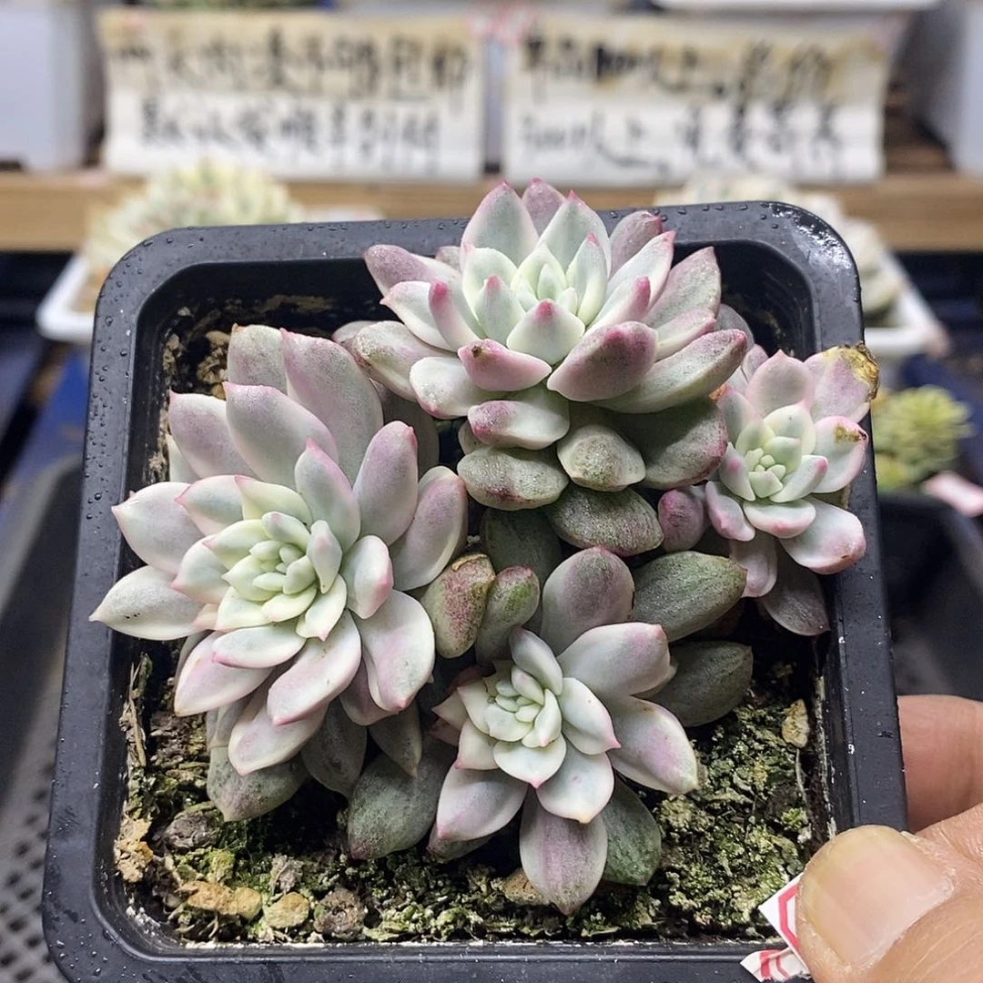 1495 青苹果锦 4 头