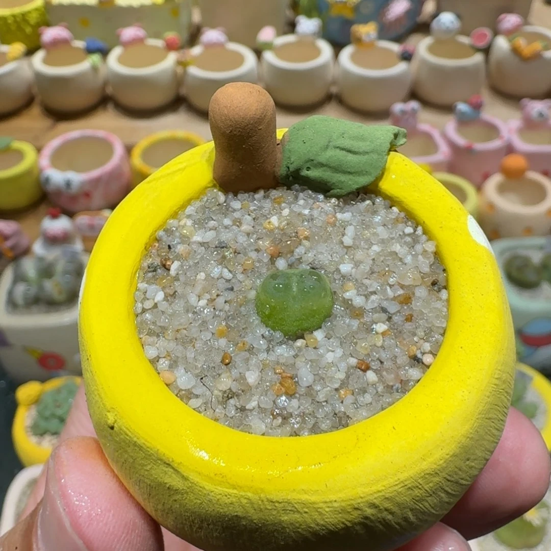 蘑菇1231拉登多肉植物