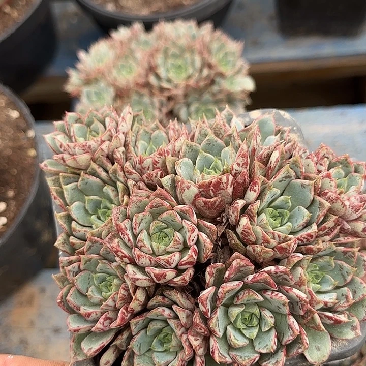 血燕惊鸿一物一拍包装收缩花旱