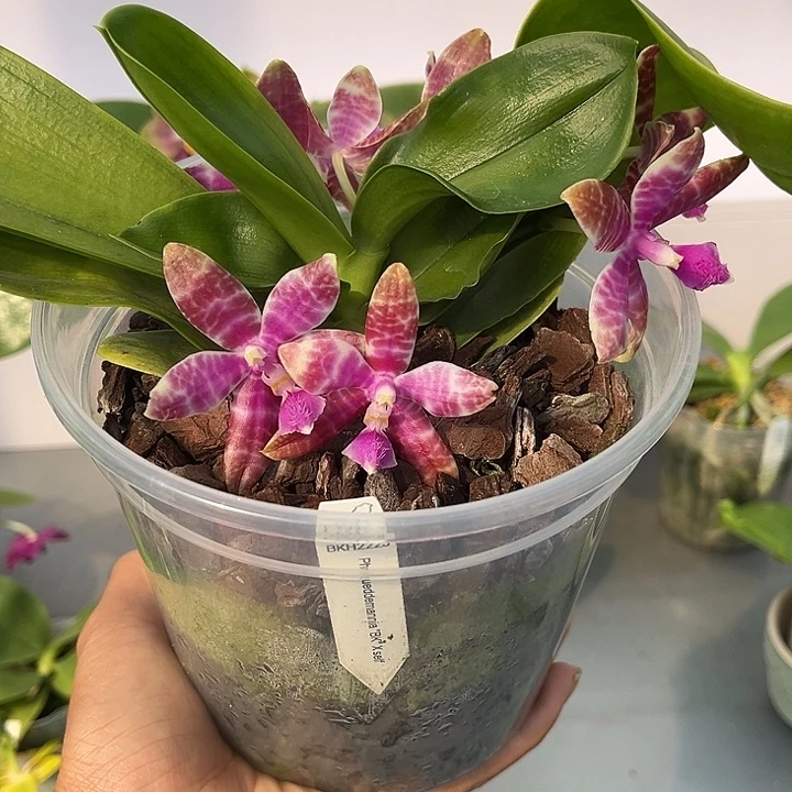 完全开放4.5寸杯BKH红路德全天浓香