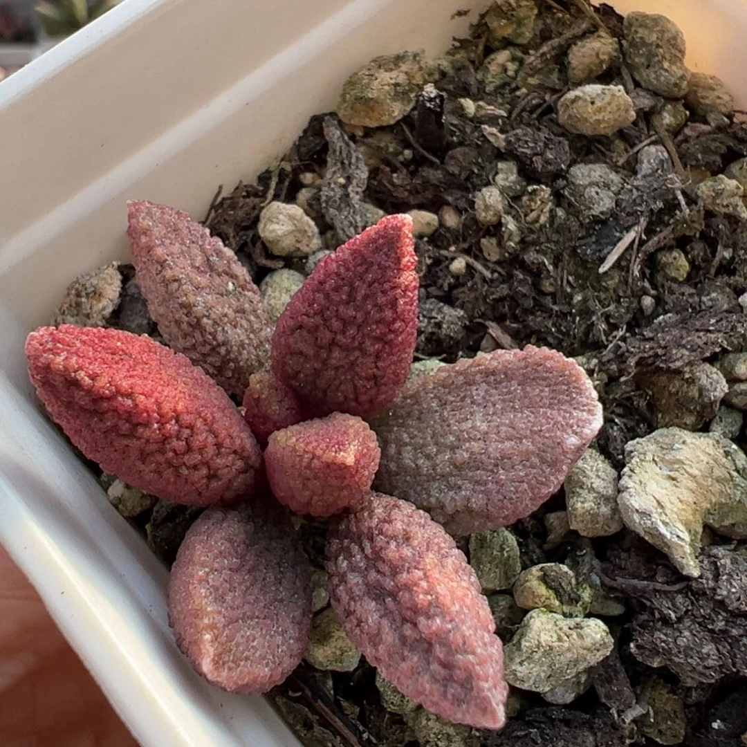 草莓糖水泡多肉植物