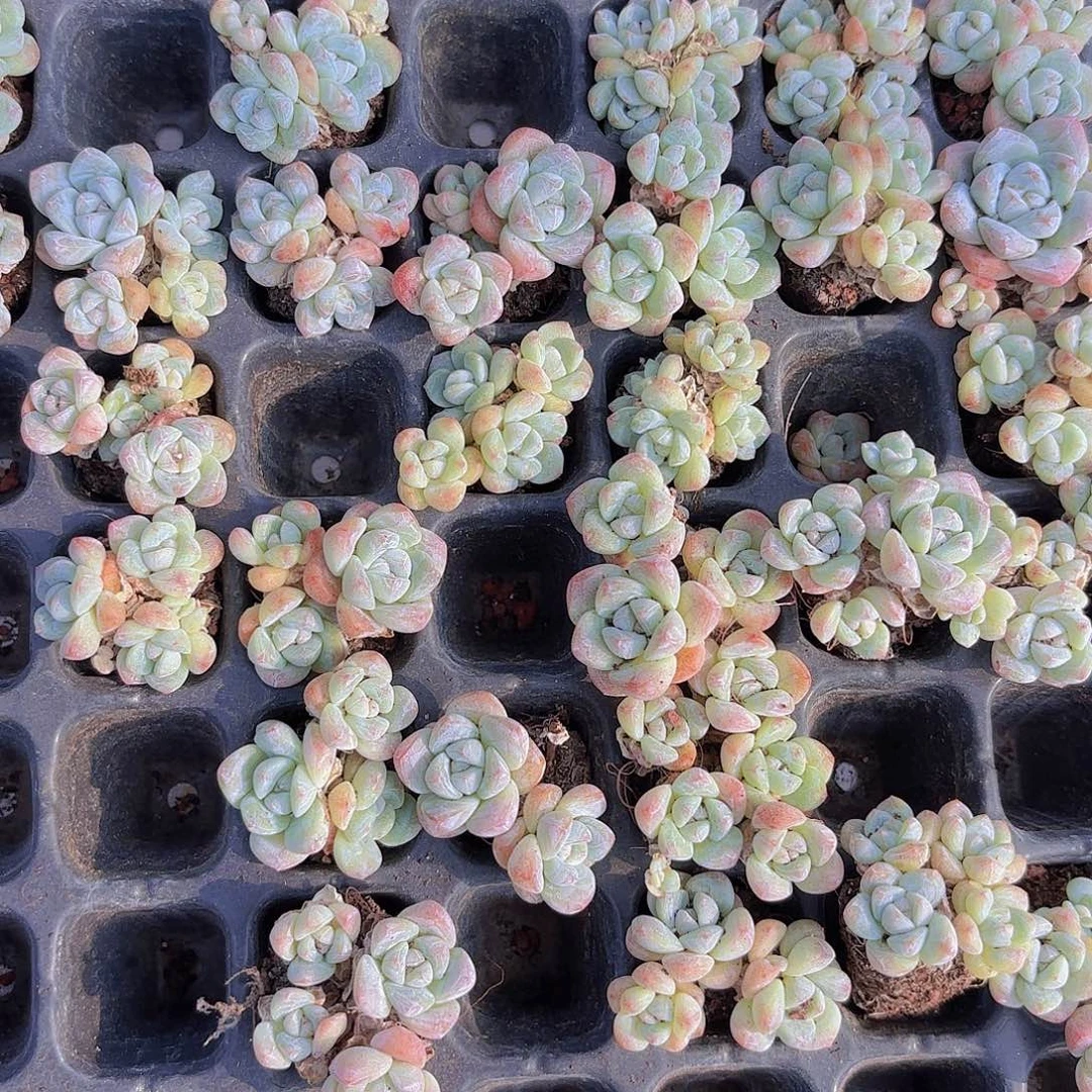 冰玉老桩群一颗量拍