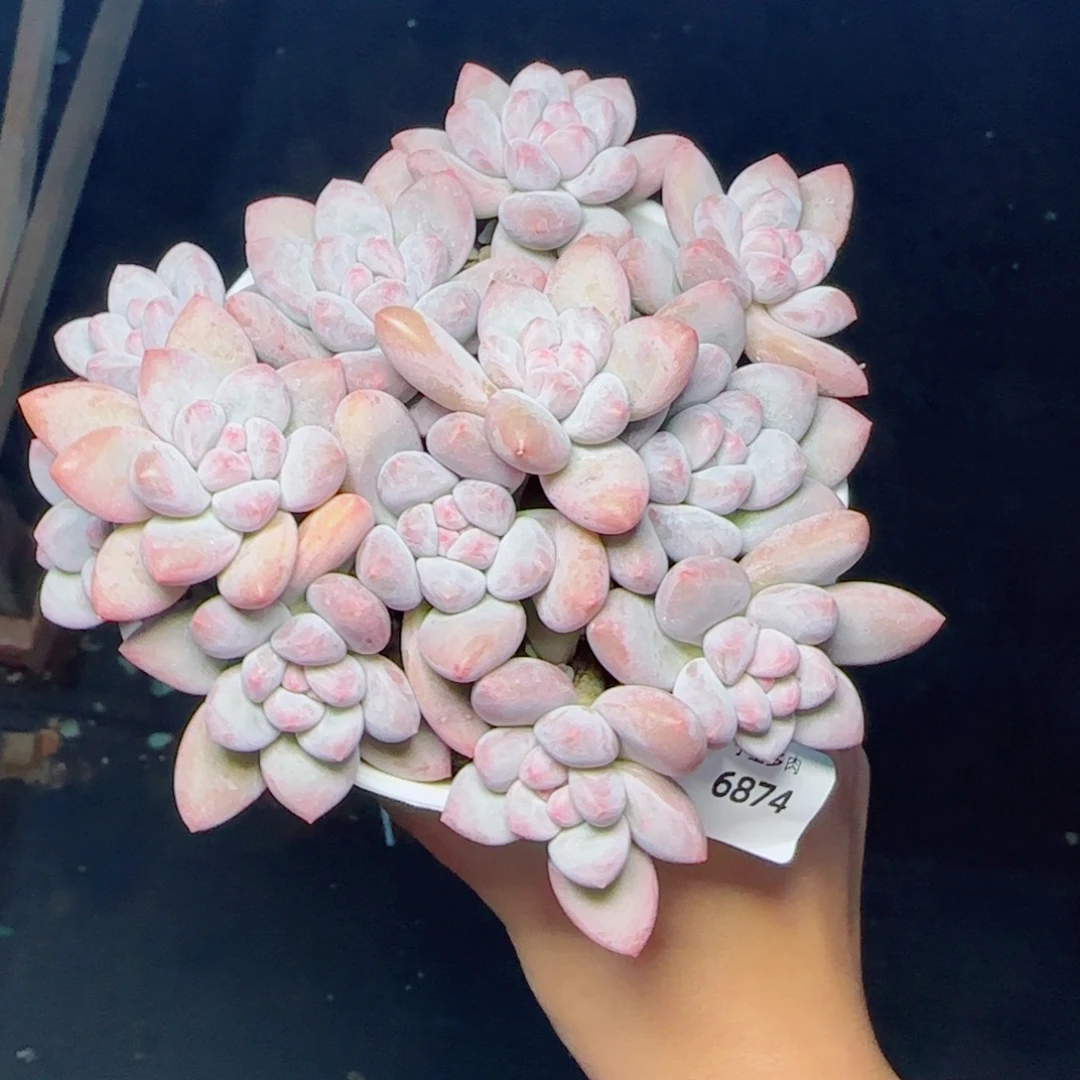 小脸香水群，6874多肉植物