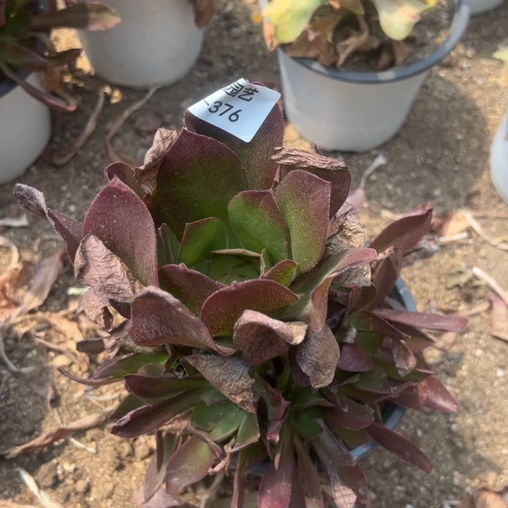 魅影七彩多肉植物376