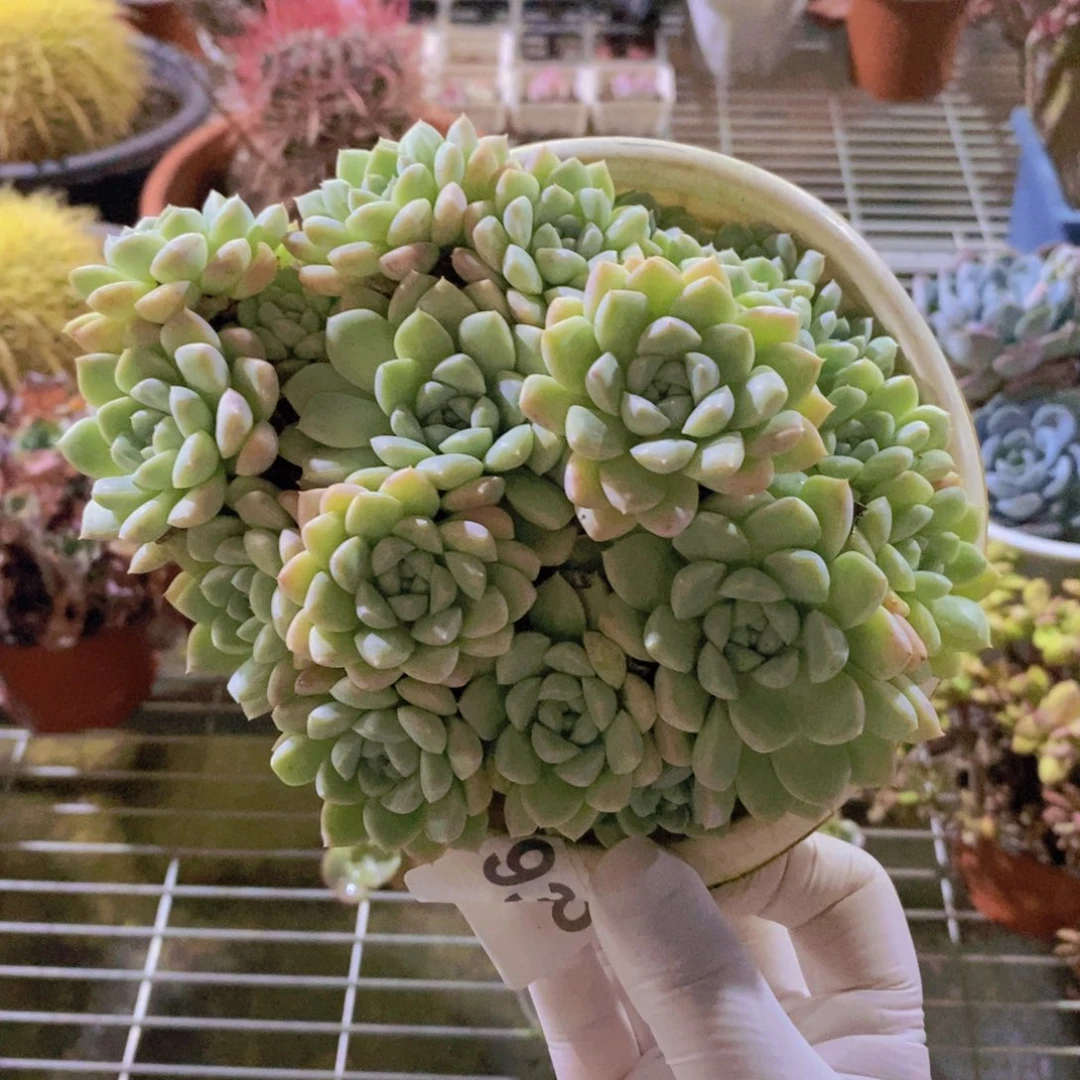 9315月影多头一物一拍