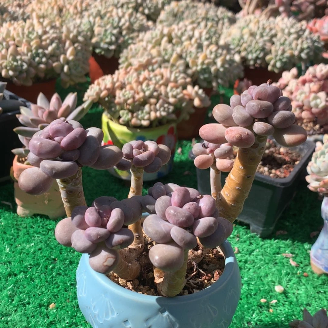 月美人老桩无砍一物一拍