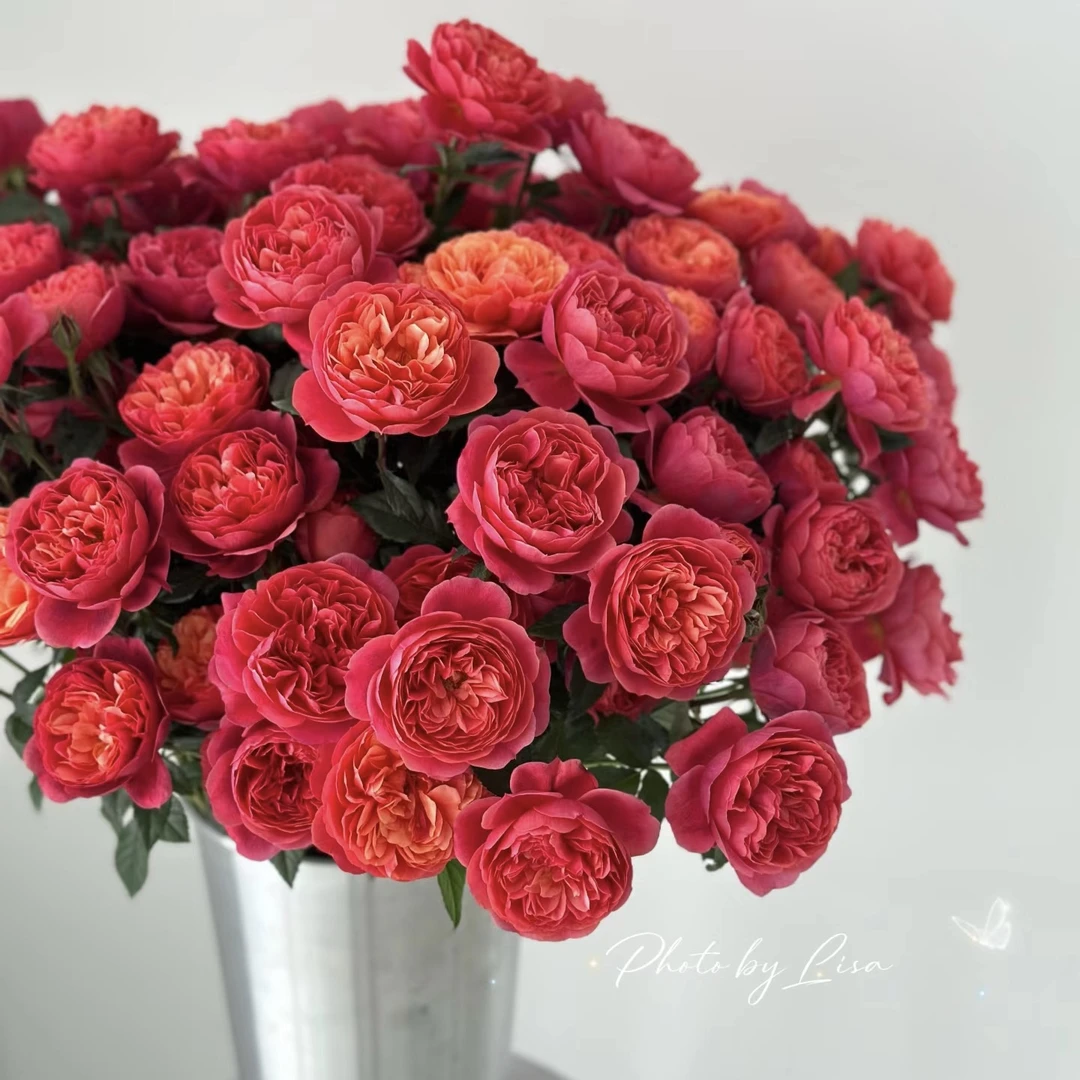 【绝色果汁】橙红色变色月季四季开花阳台庭院盆栽地栽昆明基地发货