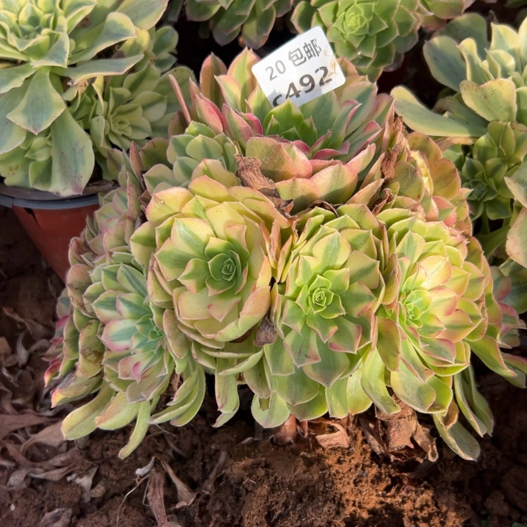 492雨荷，多肉法师