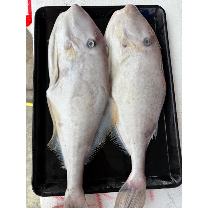 新鲜海鱼 剥皮鱼 大条扒皮鱼4.3-4.8斤*