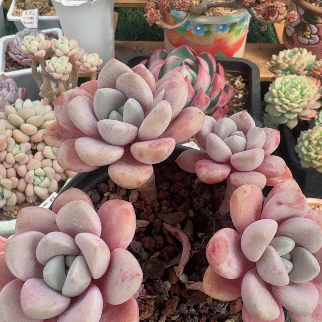 1858一物一拍（满28包邮）