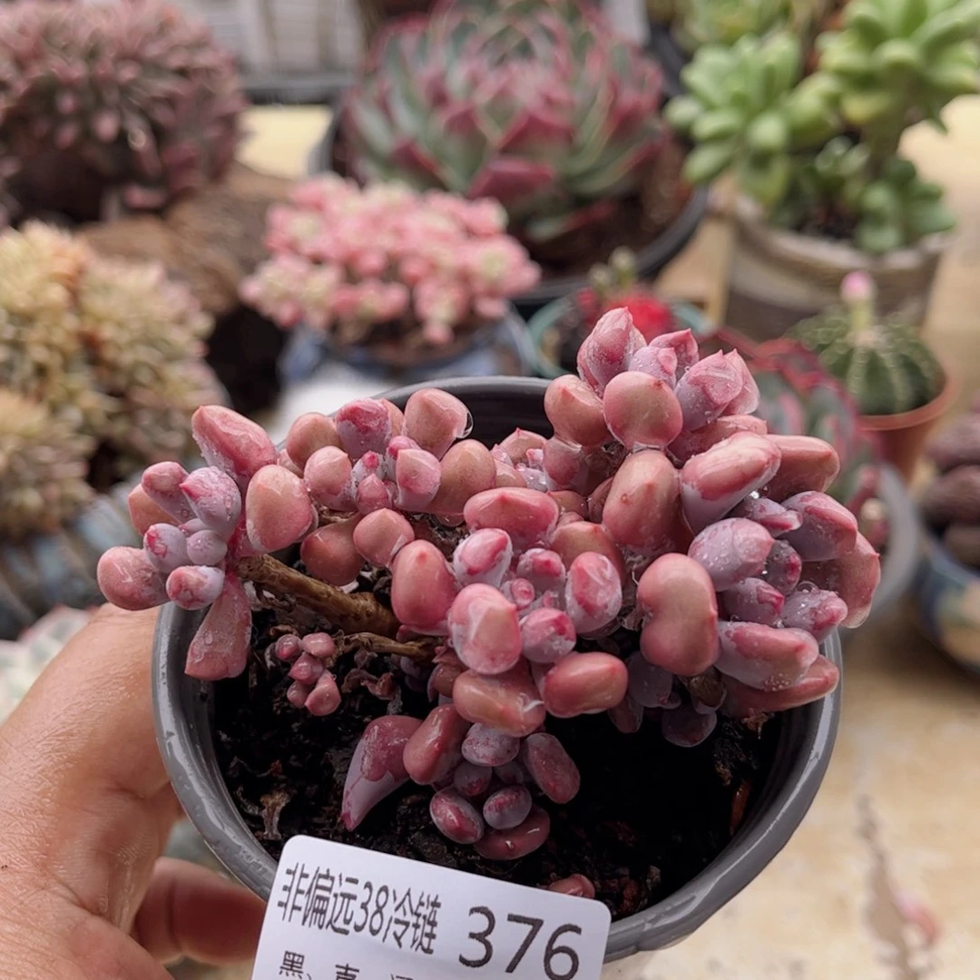 376丘比特德华多肉