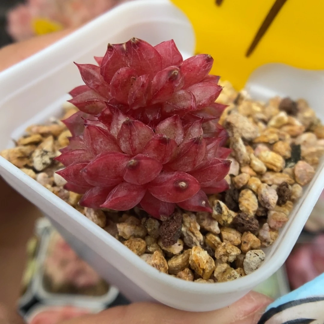 乌梅子酱缀化617号