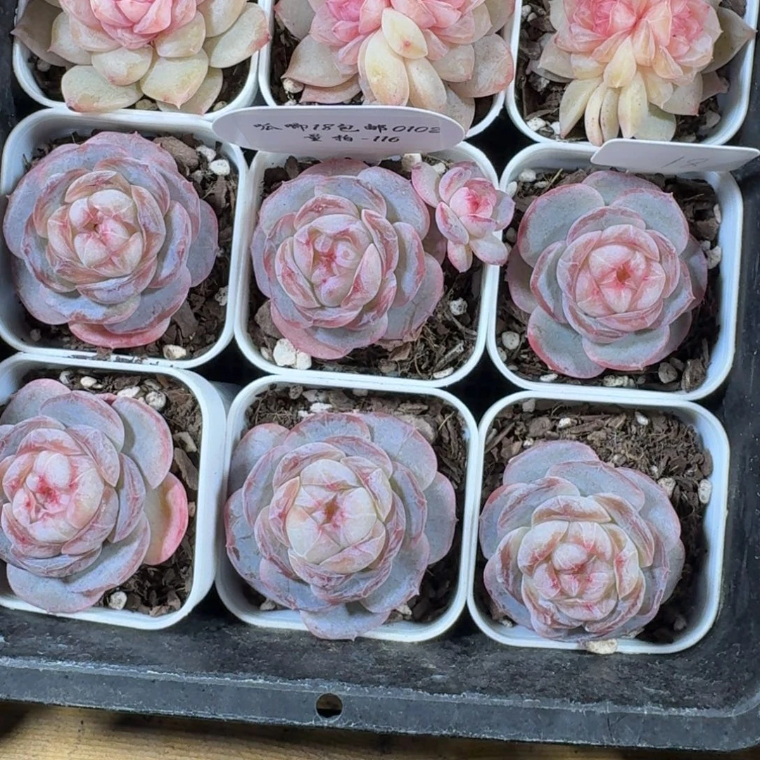 0102-116-紫萱一颗量拍