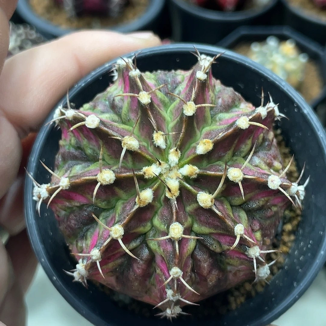 泰系实生根，复棱海神