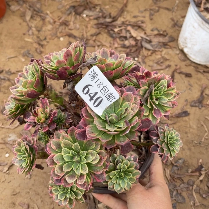 640朝霞绣球1号棚