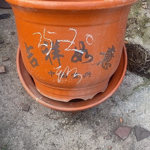 中国离心紫砂花盆