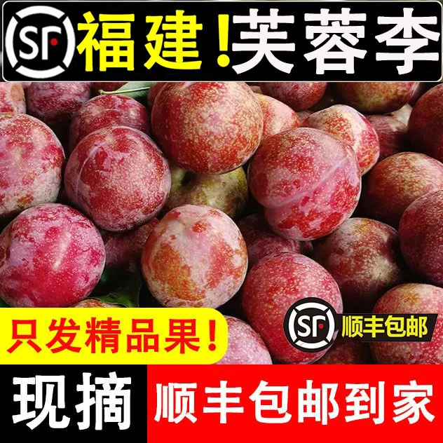 【顺丰包邮】福建芙蓉李孕妇水果新鲜现摘红心李武平东留芙蓉李