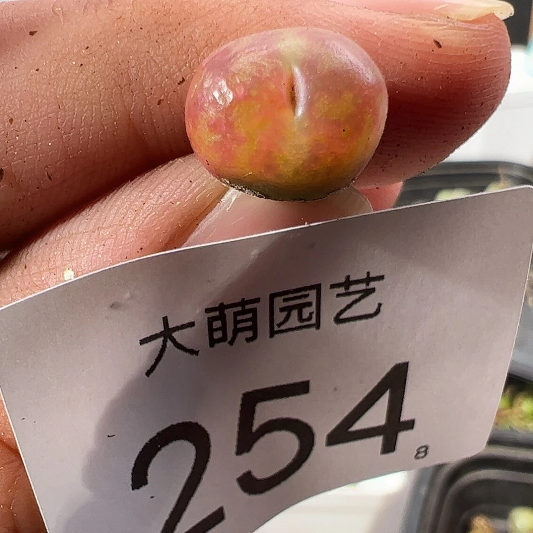 0000254 一物一拍……